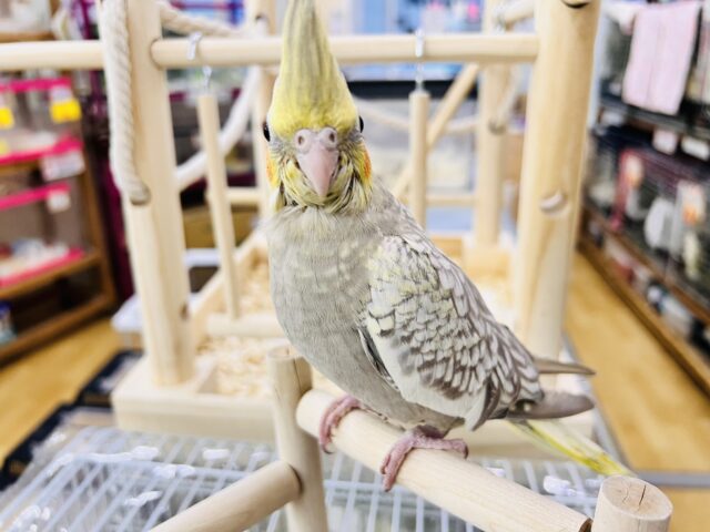 オカメインコ