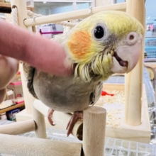 最新画像更新✨ムキッと♡パールたっぷりなオカメインコ（シナモンパール）