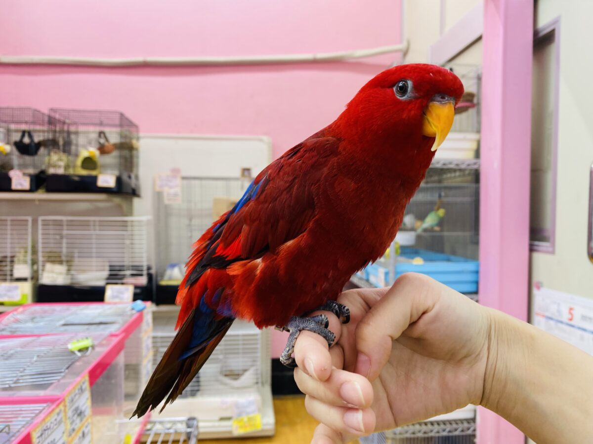 ヒインコ