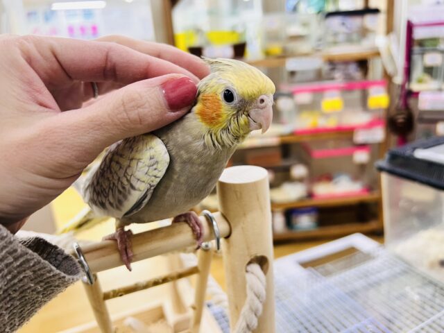 オカメインコ