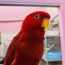 最新画像あります！お散歩動画あります🎥リズムに乗れちゃう情熱レッド❤️‍🔥ヒインコ🔴