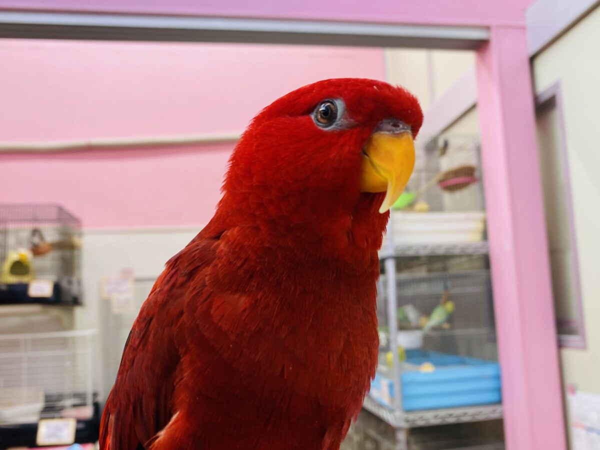 最新画像あります！お散歩動画あります🎥リズムに乗れちゃう情熱レッド❤️‍🔥ヒインコ🔴
