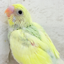 可愛さ120点💖フラワーレインボー🐣🌼セキセイインコ(パステルカラーレインボーパイド) ヒナ