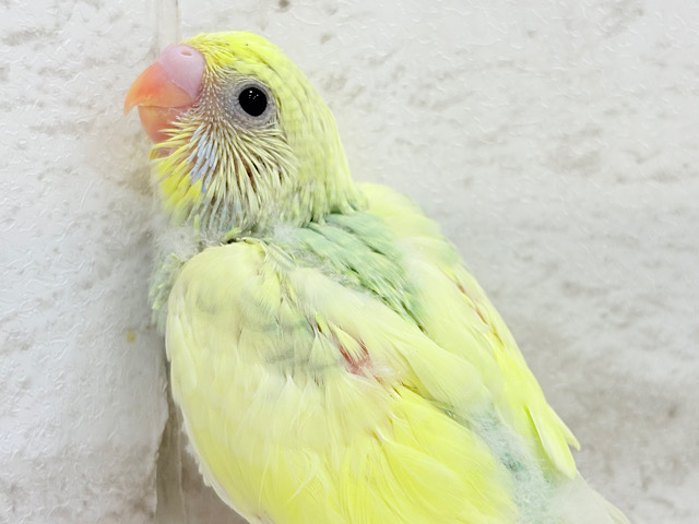 可愛さ120点💖フラワーレインボー🐣🌼セキセイインコ(パステルカラーレインボーパイド) ヒナ