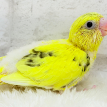 のりたまちゃん🐣💛セキセイインコ(黄色ハルクイン) ヒナ