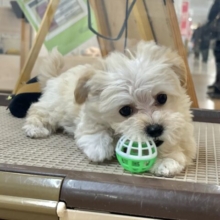 愛のジャンプなら負けない！！マルプーちゃん！