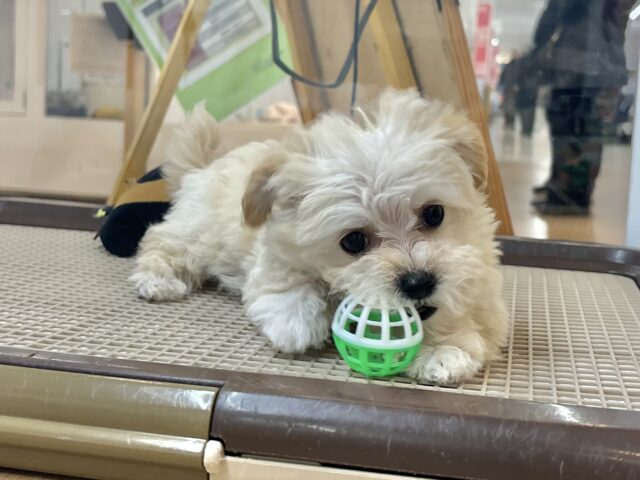 愛のジャンプなら負けない！！マルプーちゃん！