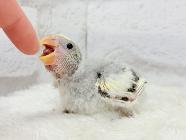 コザクラインコ（小桜インコ）