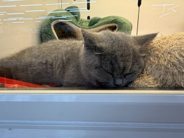 あたちの誘惑に勝てるかなぁ💓たくさん甘えちゃうのぉ〜❤️人大好きなブリティッシュショートヘアの女のコきました✨️ ブリティッシュショートヘア