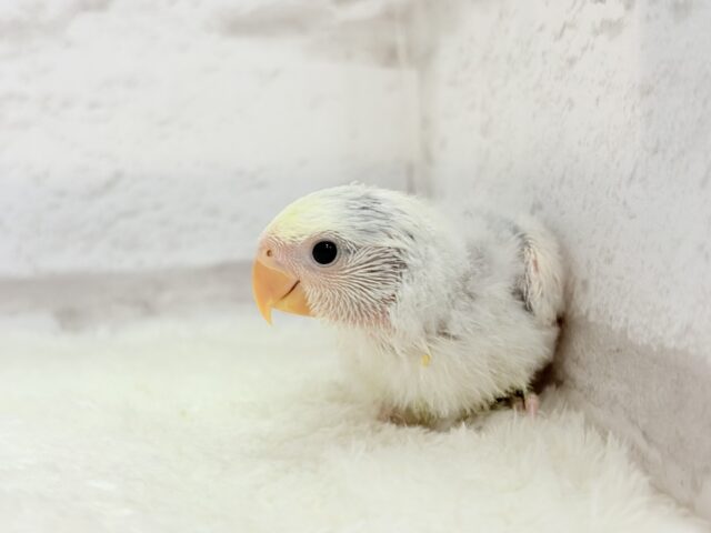 コザクラインコ（小桜インコ）