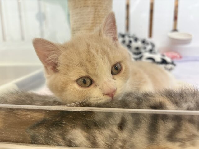 ブリティッシュショートヘア