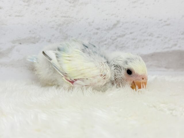 コザクラインコ（小桜インコ）