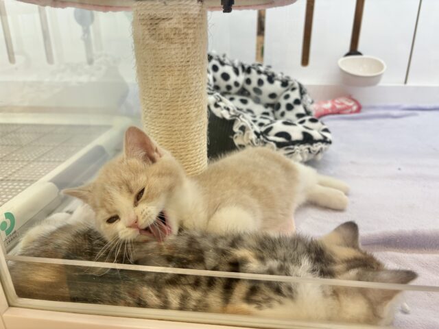 可愛いお顔で迫ってくる♥スコティッシュストレートちゃん! スコティッシュストレート