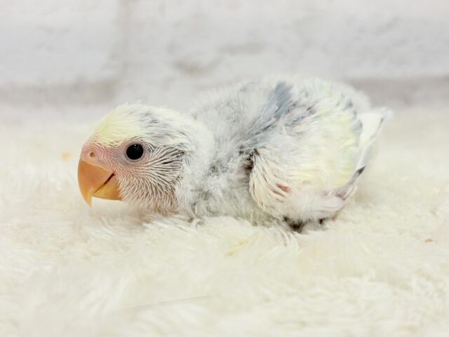 コザクラインコ（小桜インコ）