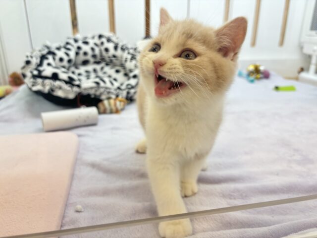 ブリティッシュショートヘア