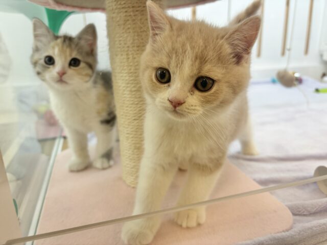 ブリティッシュショートヘア