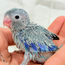 小粒っ子ベイビー🐣💙マメルリハ(ブルー) ヒナ