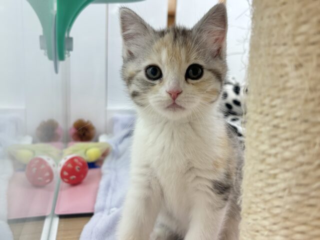 スコティッシュストレート