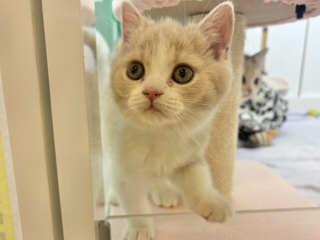 ブリティッシュショートヘア