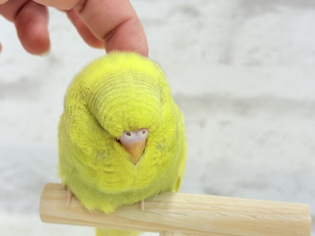 ジャンボセキセイインコ