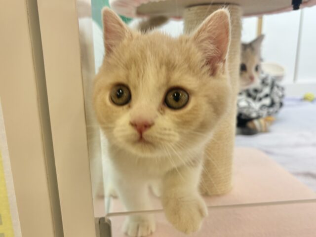 可愛さで魅了しちゃうゾ♡ブリティッシュショートヘアくん! ブリティッシュショートヘア