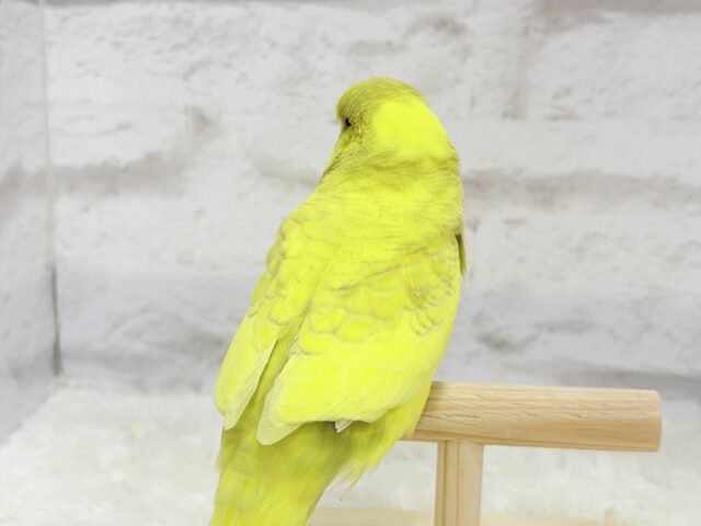 ジャンボセキセイインコ