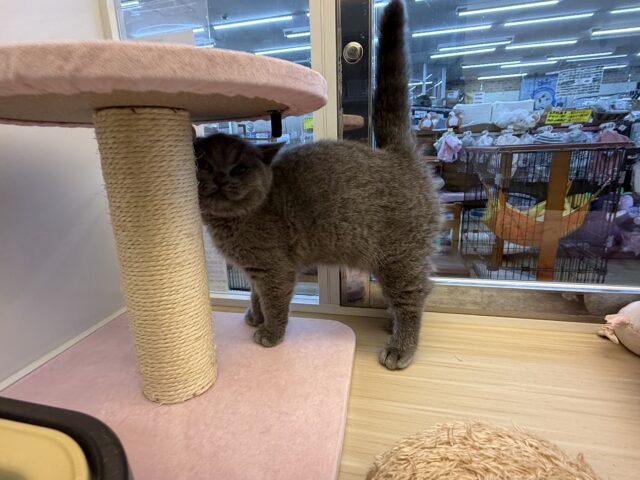 ブリティッシュショートヘア