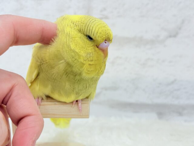 ジャンボセキセイインコ