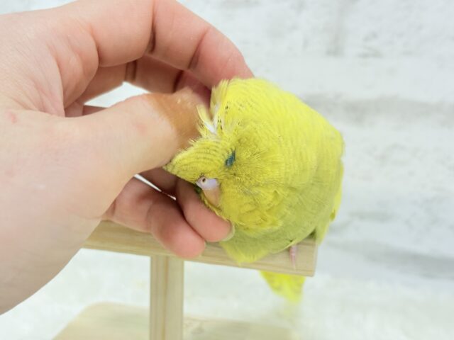ジャンボセキセイインコ