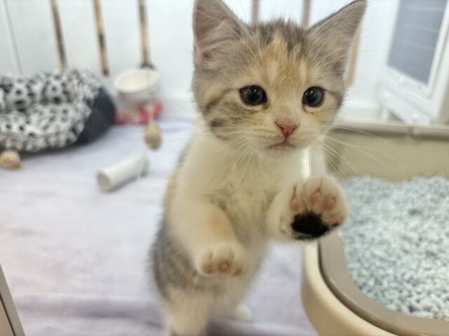 スコティッシュストレート