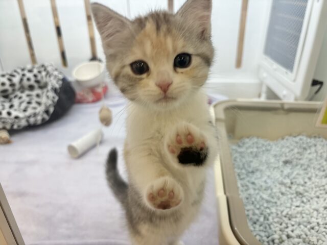 スコティッシュストレート