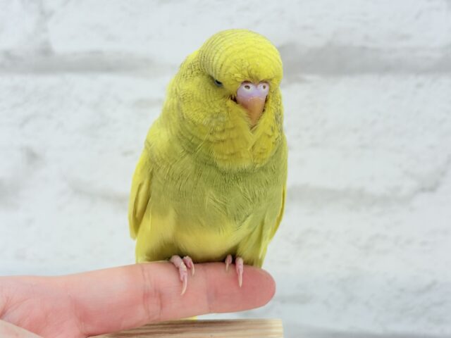 ジャンボセキセイインコ