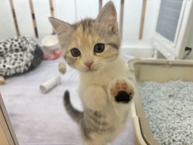 スコティッシュストレート