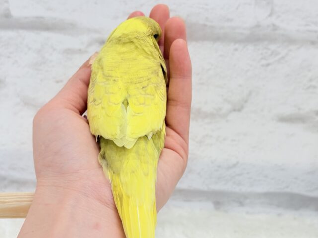 ジャンボセキセイインコ