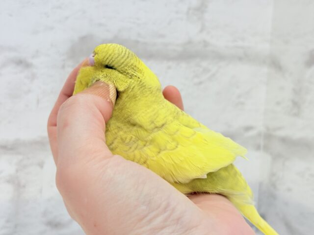 ジャンボセキセイインコ