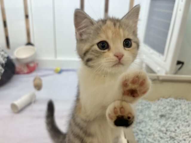 可愛いお顔で迫ってくる♥スコティッシュストレートちゃん！