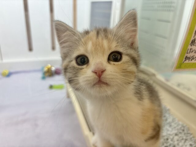 スコティッシュストレート