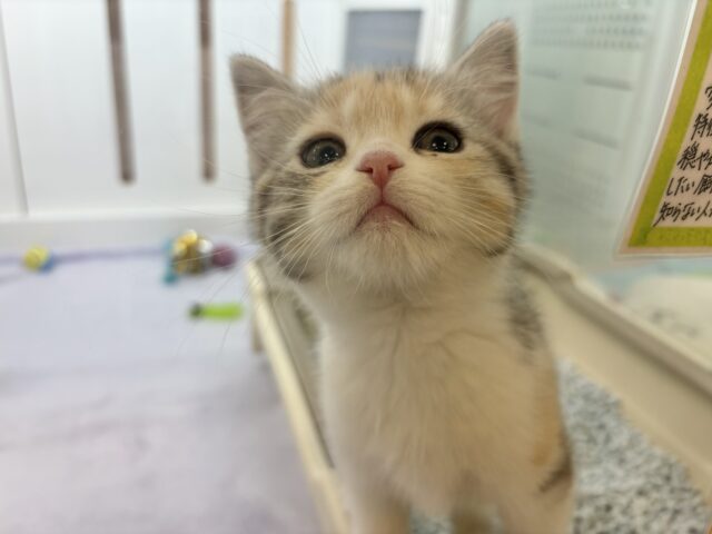 スコティッシュストレート