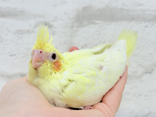 もっこ〜りふわふわちゃん🐣🫧オカメインコ(ルチノーパール) ヒナ オカメインコ
