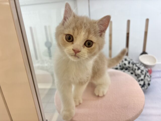 ブリティッシュショートヘア