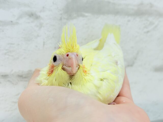 もっこ〜りふわふわちゃん🐣🫧オカメインコ(ルチノーパール) ヒナ オカメインコ