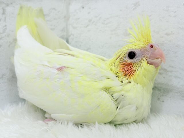 もっこ〜りふわふわちゃん🐣🫧オカメインコ(ルチノーパール) ヒナ オカメインコ