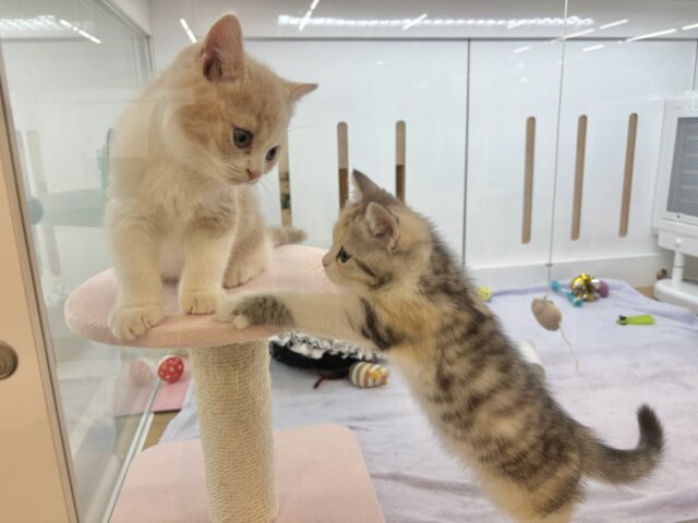 スコティッシュストレート