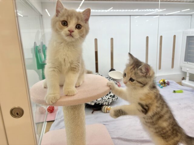 可愛いお顔で迫ってくる♥スコティッシュストレートちゃん! スコティッシュストレート