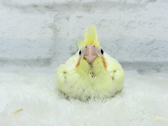 もっこ〜りふわふわちゃん🐣🫧オカメインコ(ルチノーパール) ヒナ オカメインコ