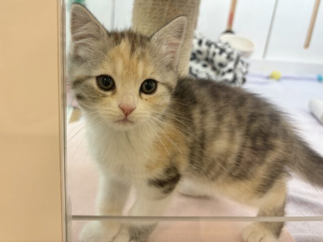 スコティッシュストレート