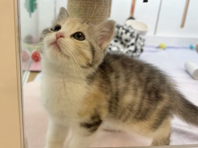 可愛いお顔で迫ってくる♥スコティッシュストレートちゃん! スコティッシュストレート