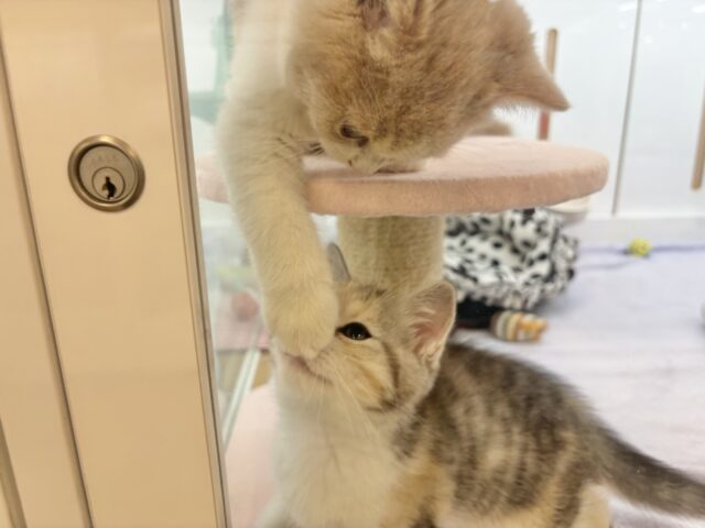 可愛いお顔で迫ってくる♥スコティッシュストレートちゃん! スコティッシュストレート