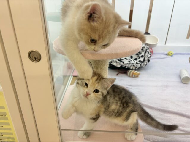 可愛いお顔で迫ってくる♥スコティッシュストレートちゃん! スコティッシュストレート