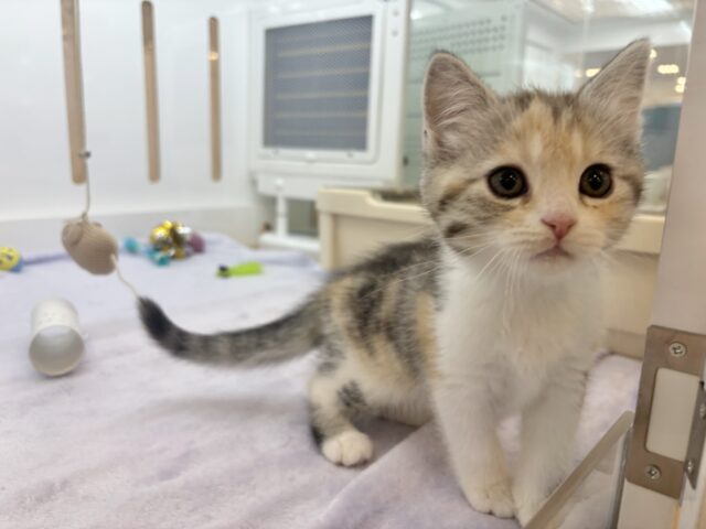 スコティッシュストレート